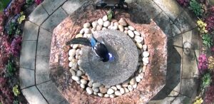 magpie_using_birdbath_fountain