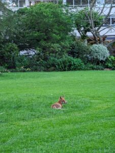 fox watching progress